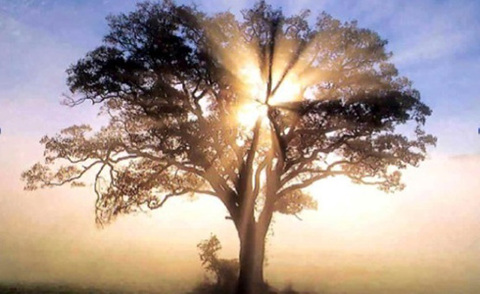 tree with sunlight